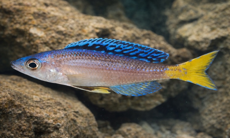 Cyprichromis leptosoma 'Mpulungu'